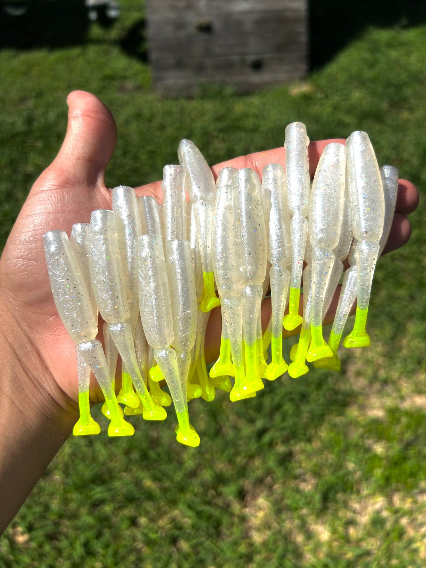 Lil' Wedgie - Pearl n Chart